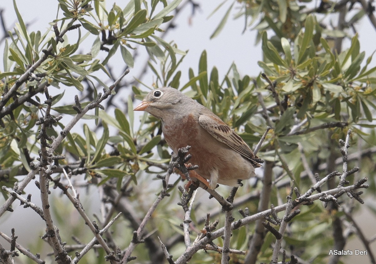 Gray-necked Bunting - Fanis Theofanopoulos (ASalafa Deri)