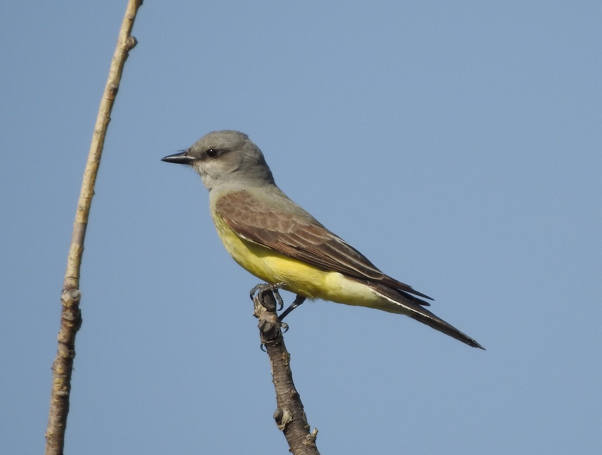 Western Kingbird - Carolyn Hinkle