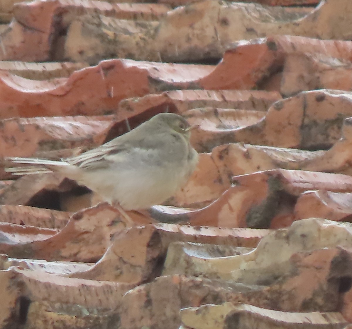 White Wagtail (White-faced) - Doug Kibbe