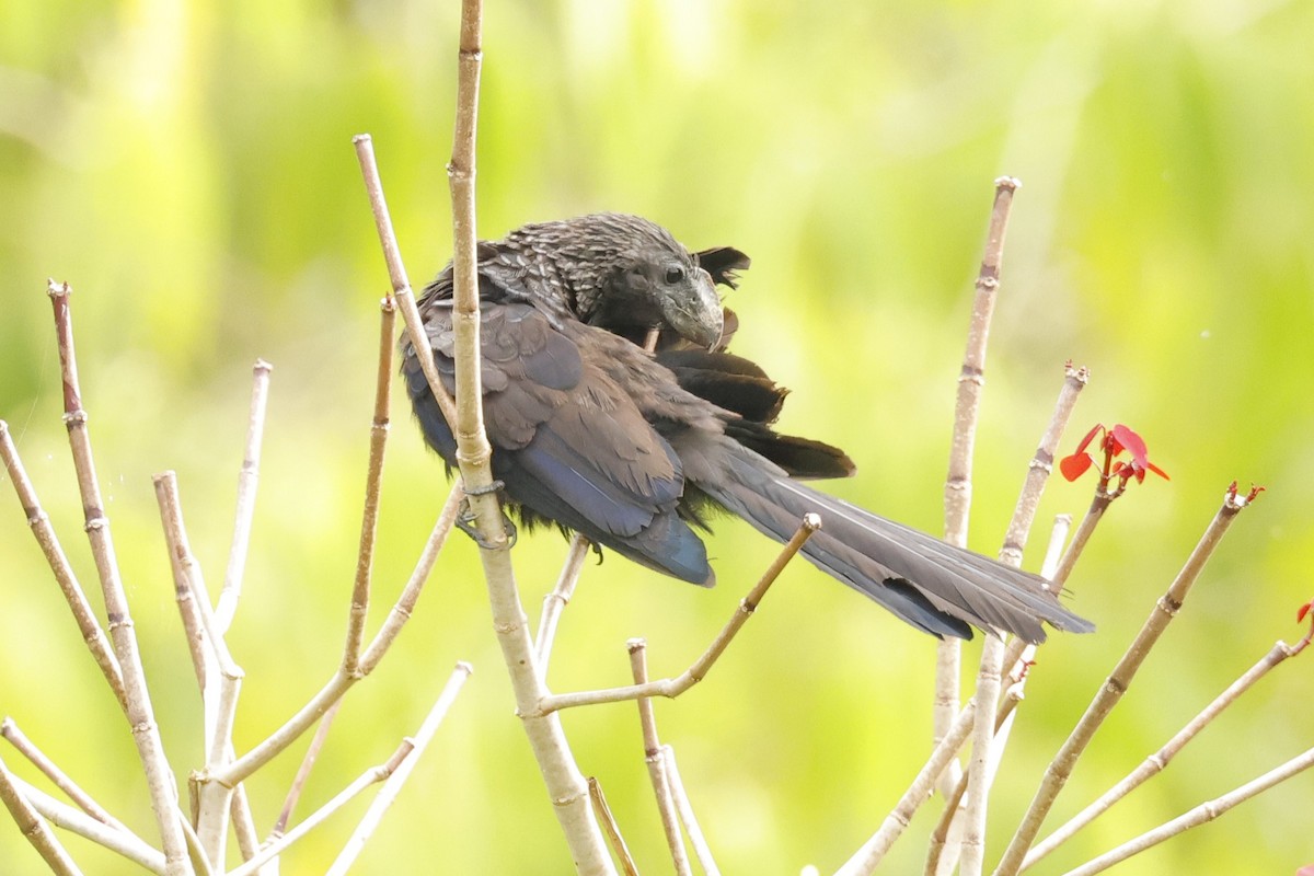 Smooth-billed Ani - Jim Sculatti