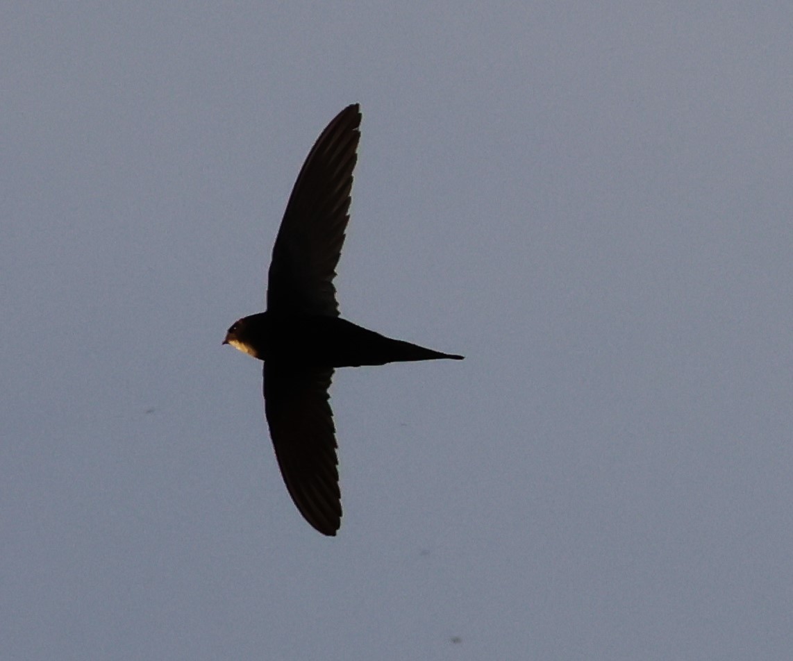 Common Swift - Faustino Chamizo Ragel