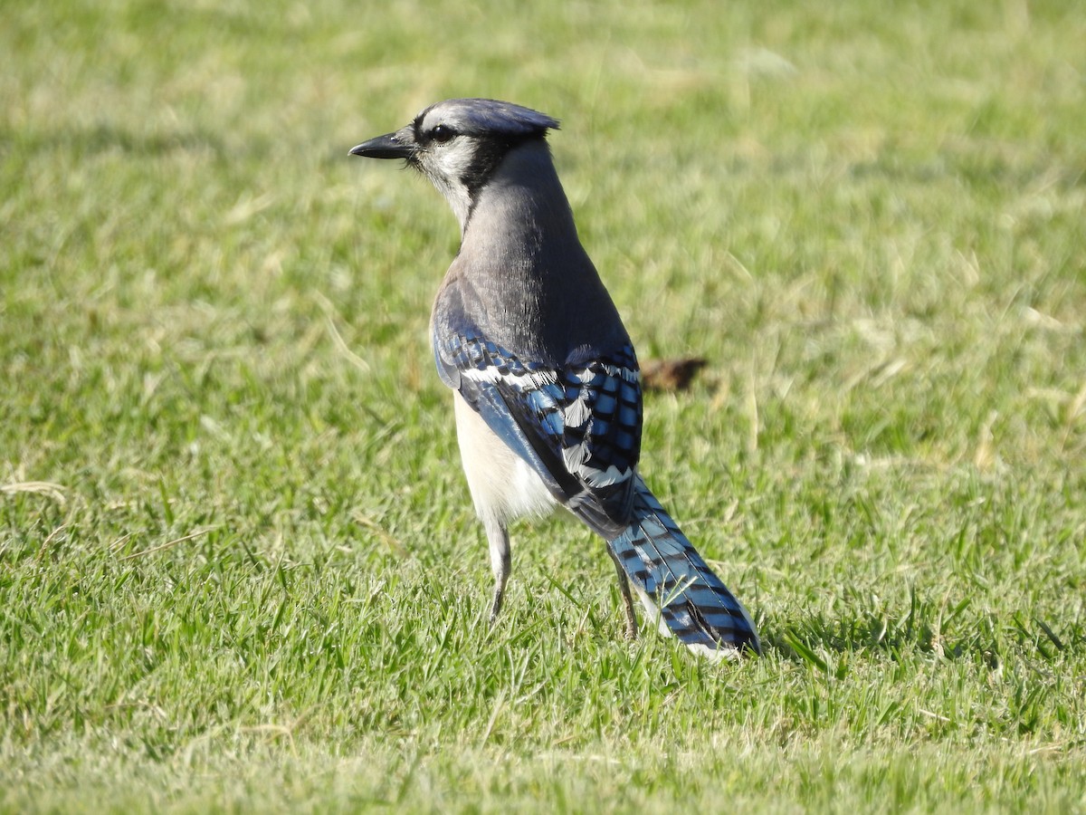 Blue Jay - Carolyn Hinkle