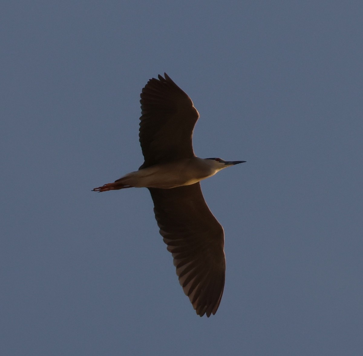 Black-crowned Night Heron - ML619576576