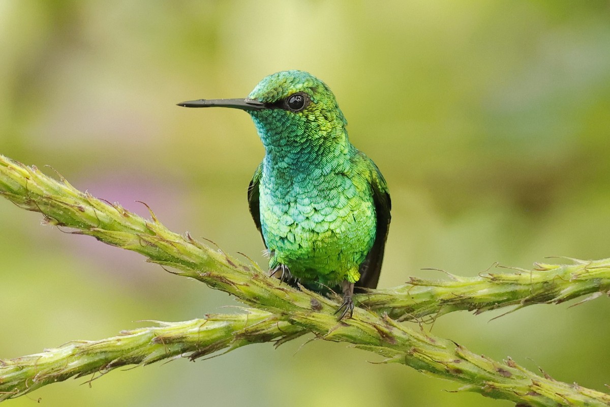 Western Emerald - Jim Sculatti