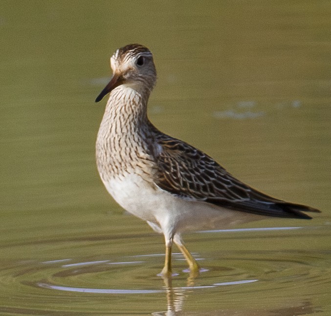 Pectoral Sandpiper - José Martín