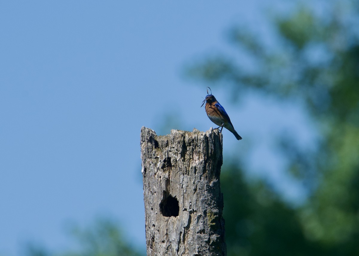 Eastern Bluebird - Kanayo Rolle