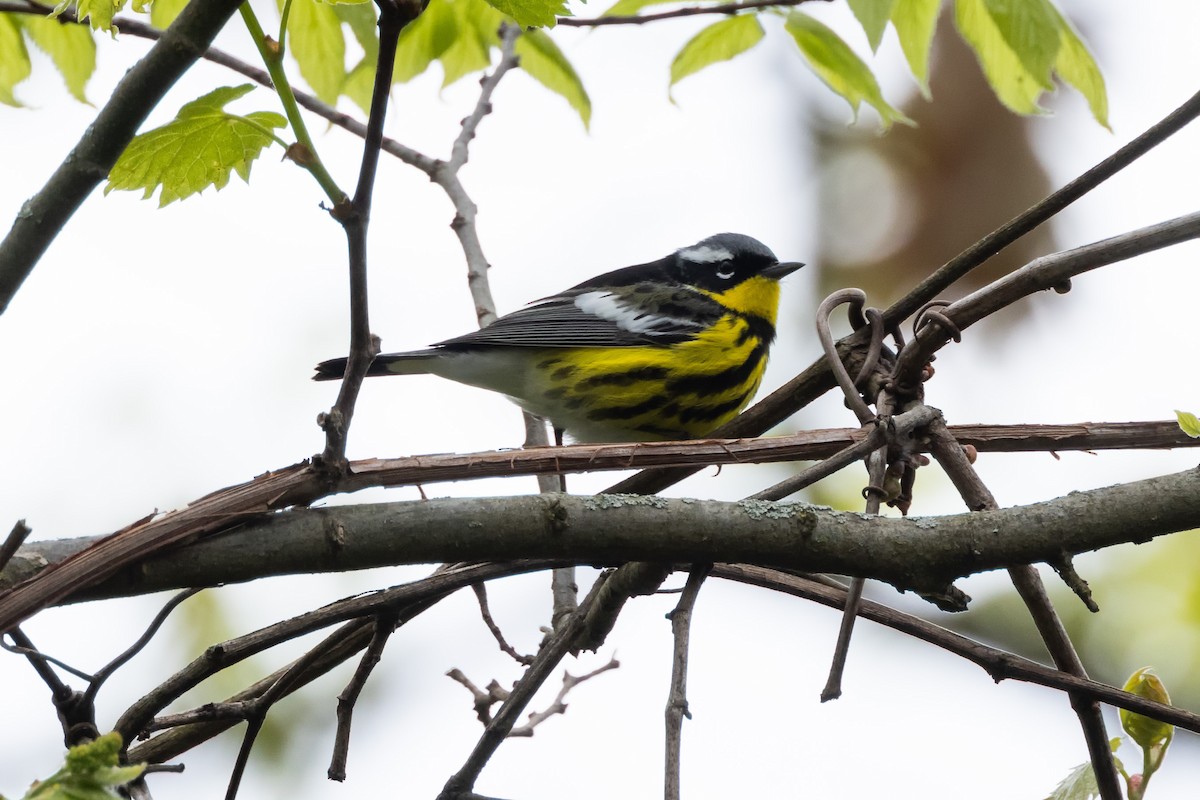 Magnolia Warbler - Kees de Mooy