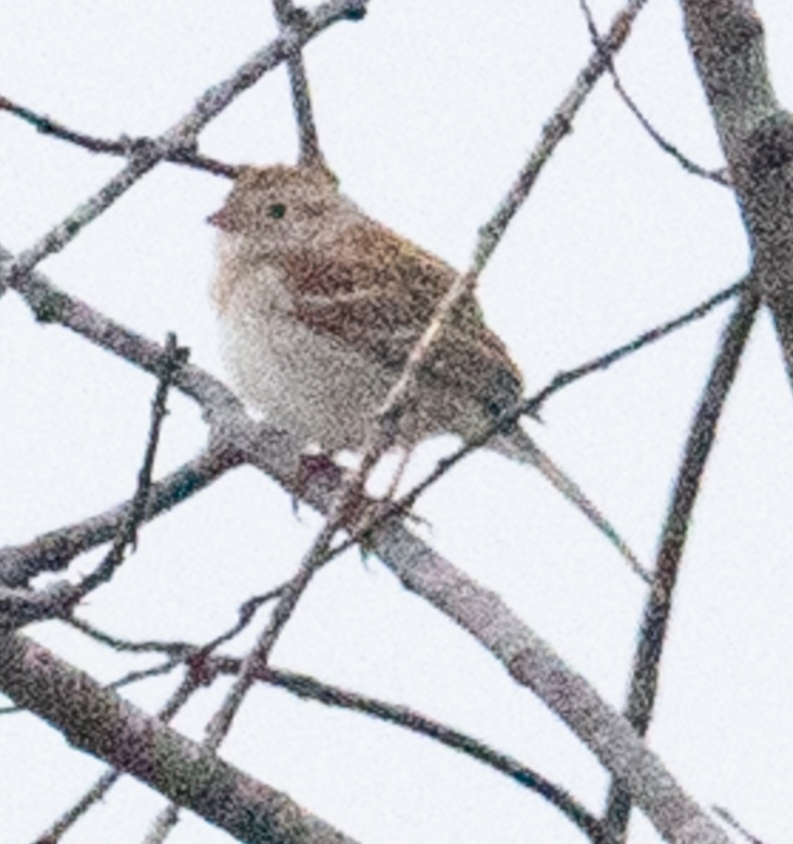 Field Sparrow - Lynn Chapman