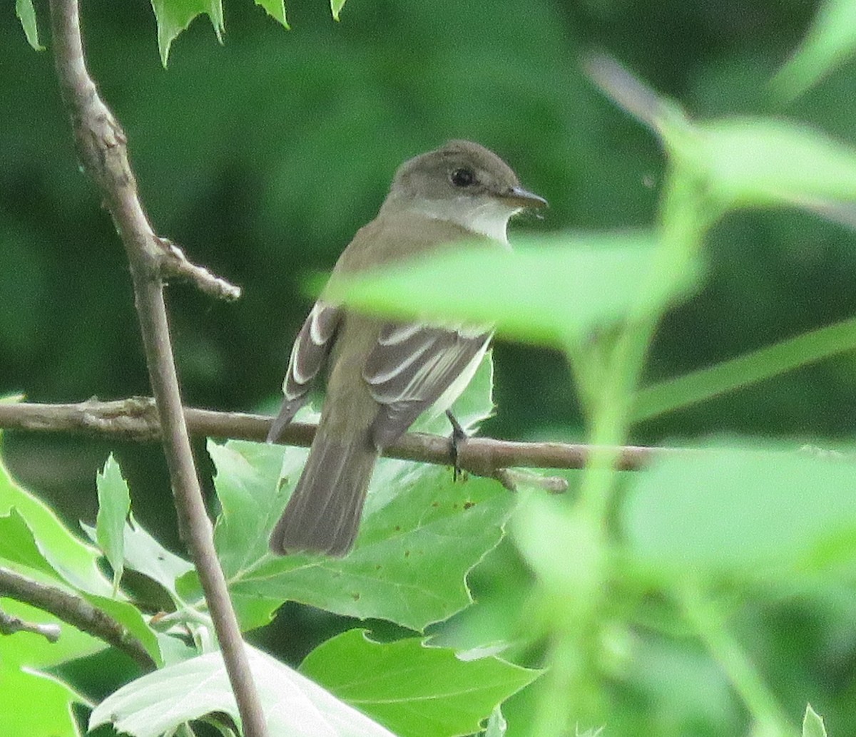 Alder Flycatcher - Todd Ballinger