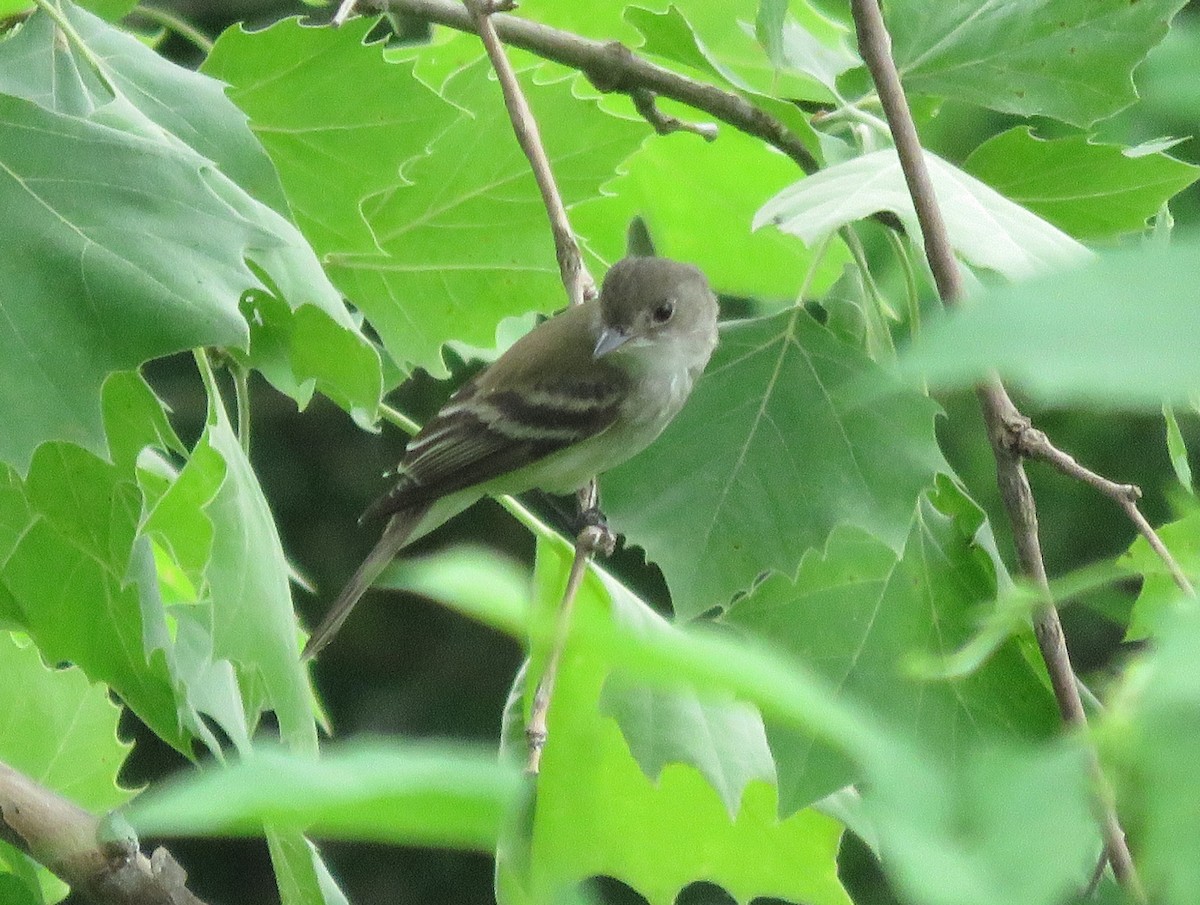 Alder Flycatcher - Todd Ballinger