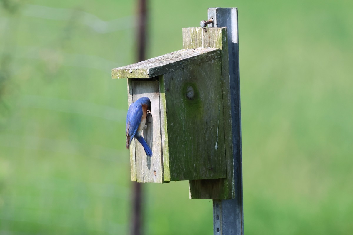 Eastern Bluebird - Carolyn Hendricks