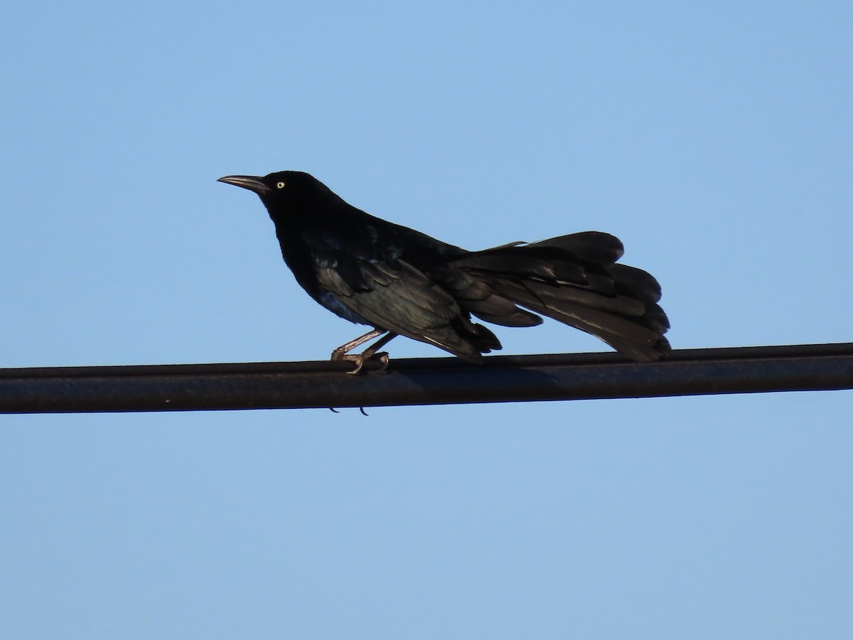 Great-tailed Grackle - Kim Weber