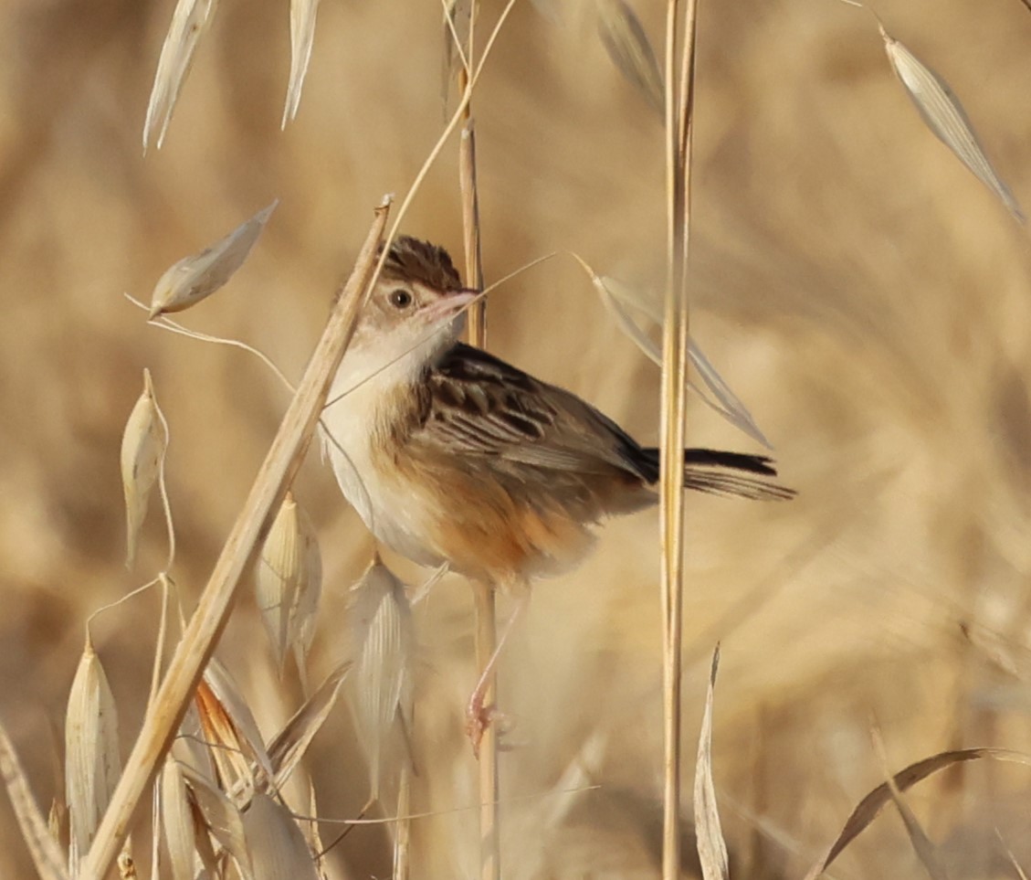 Zitting Cisticola - Faustino Chamizo Ragel