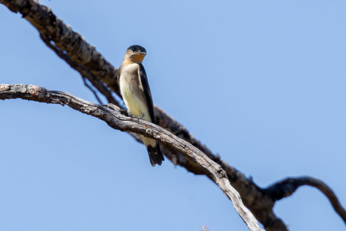 Southern Rough-winged Swallow - Fernando Calmon