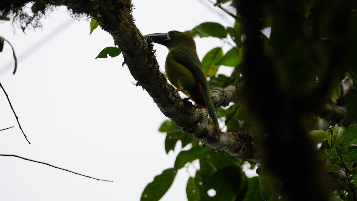 Southern Emerald-Toucanet - Paul Gössinger