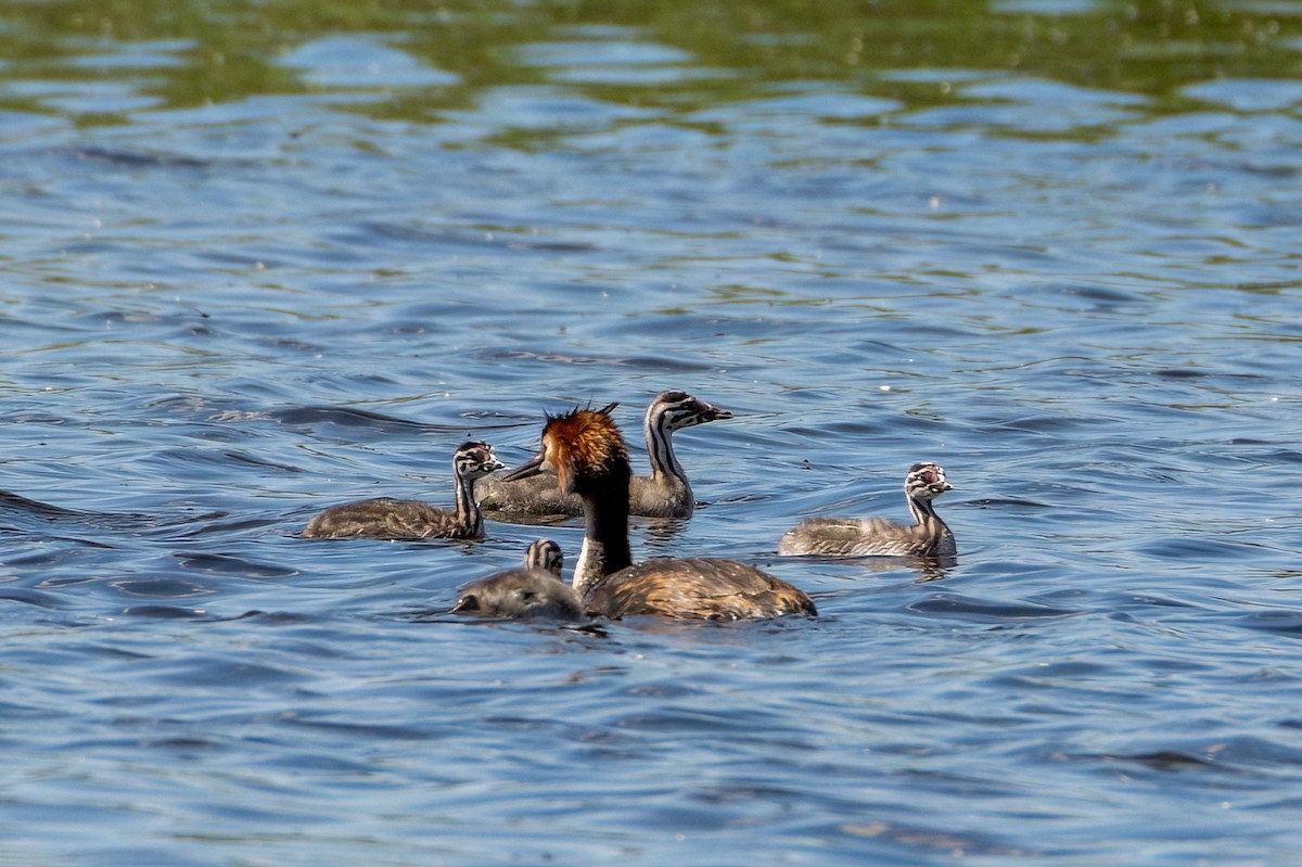 Great Crested Grebe - Valery Treitsiak