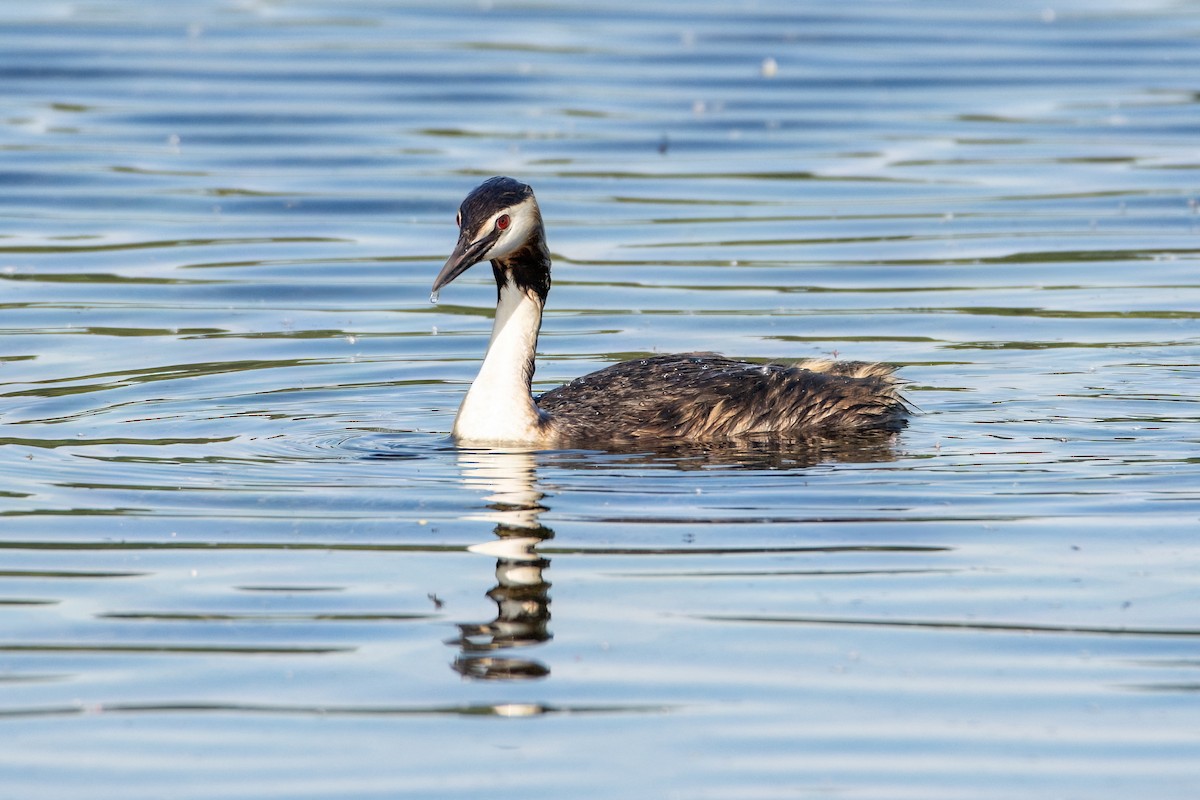 Great Crested Grebe - Valery Treitsiak