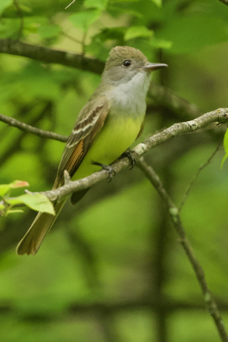 Great Crested Flycatcher - ML619576614