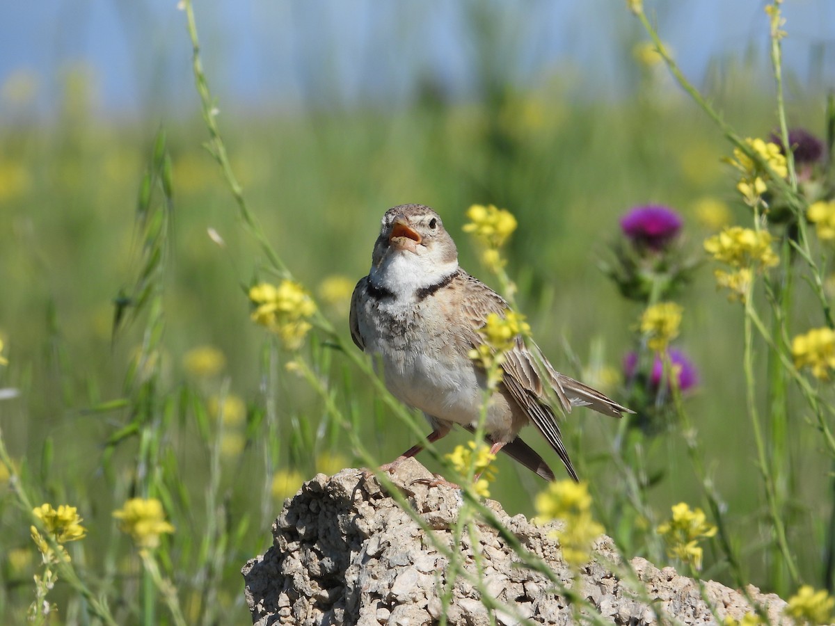 Calandra Lark - Josip Turkalj