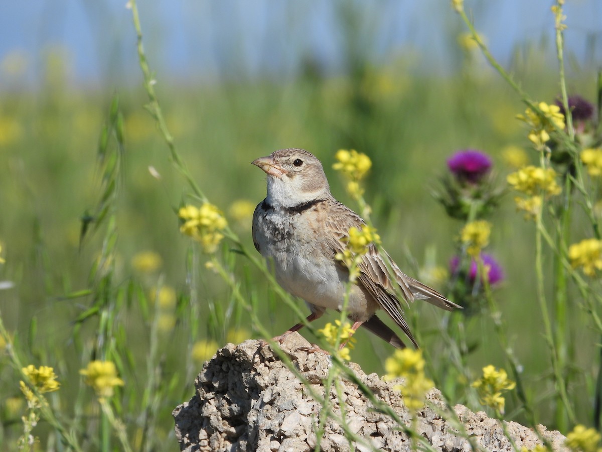 Calandra Lark - Josip Turkalj