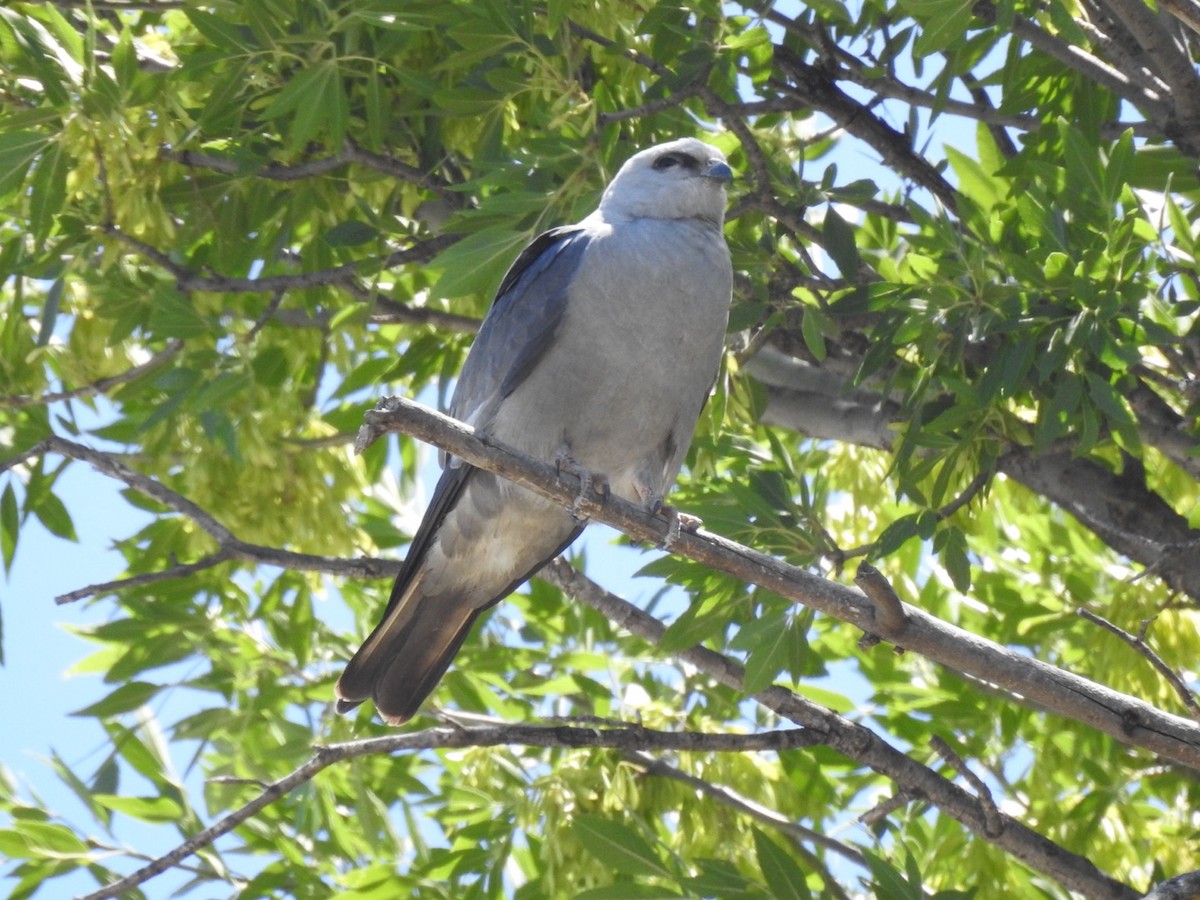 Mississippi Kite - Brian Johnson