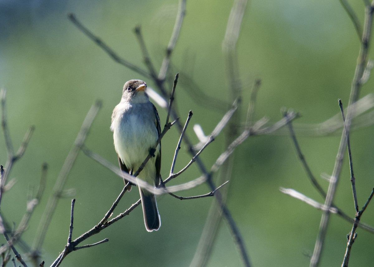 Willow Flycatcher - Kanayo Rolle