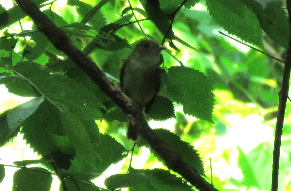 Acadian Flycatcher - ML619576631