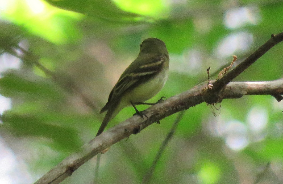 Acadian Flycatcher - Todd Ballinger