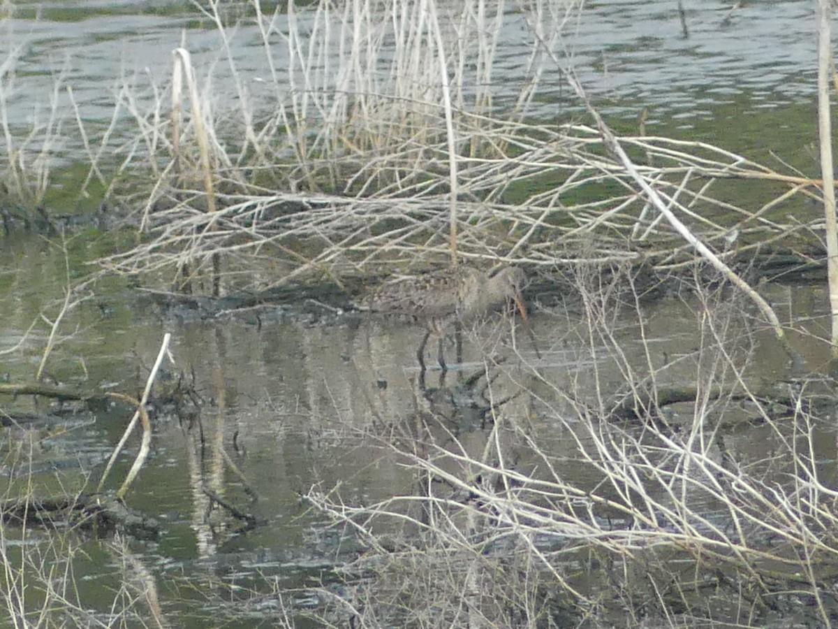 Hudsonian Godwit - Rebecca Merrill