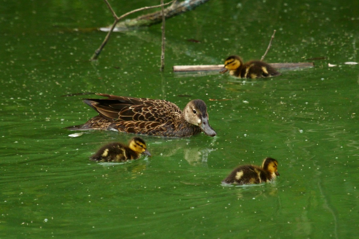 Cinnamon Teal - Craig Fosdick