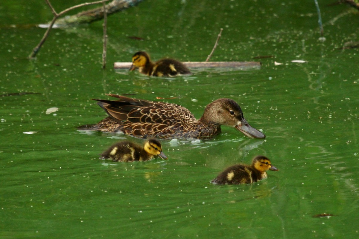 Cinnamon Teal - Craig Fosdick