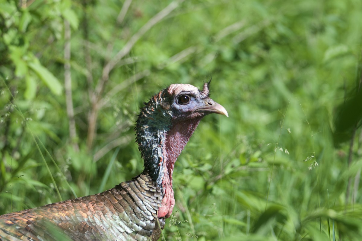 Wild Turkey - Kanayo Rolle