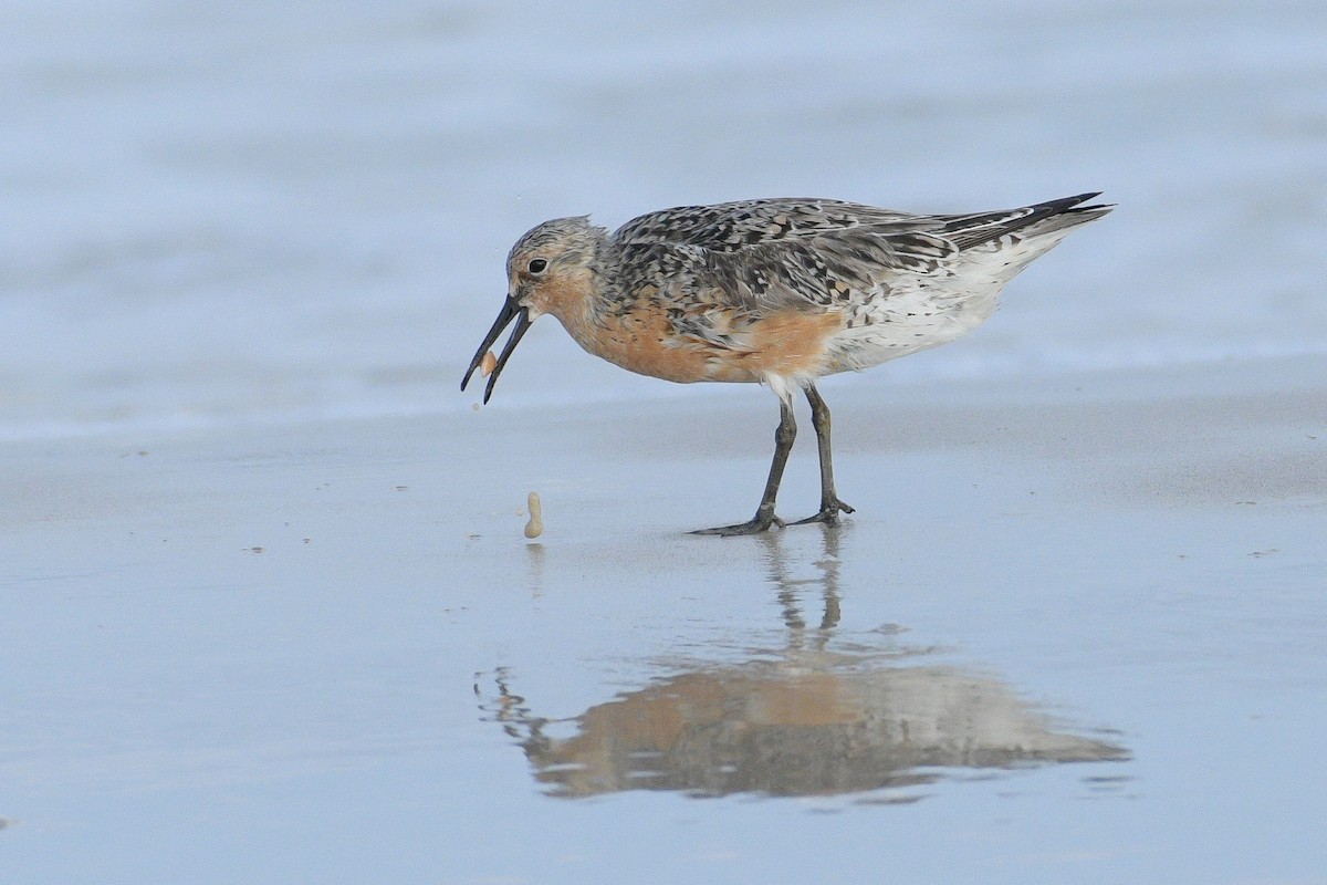 Red Knot - stephanie pluscht