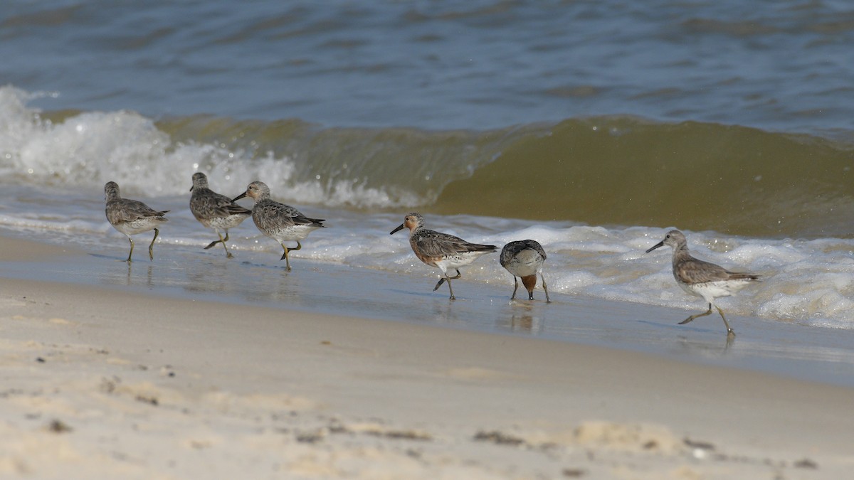 Red Knot - stephanie pluscht