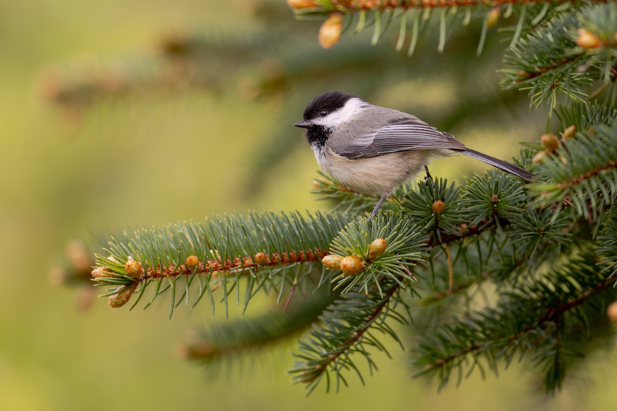 Black-capped Chickadee - Charles Villeneuve