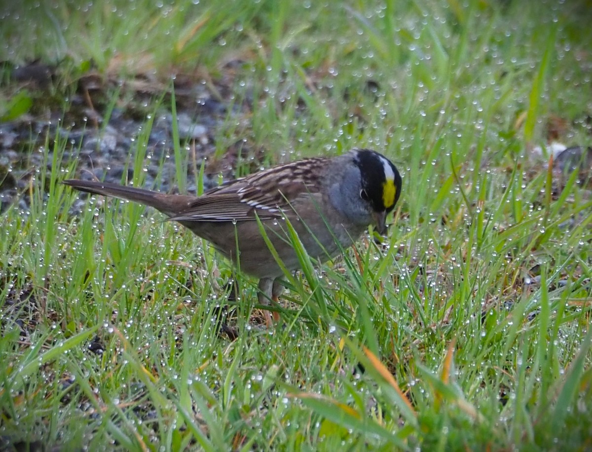 Golden-crowned Sparrow - Dick Cartwright