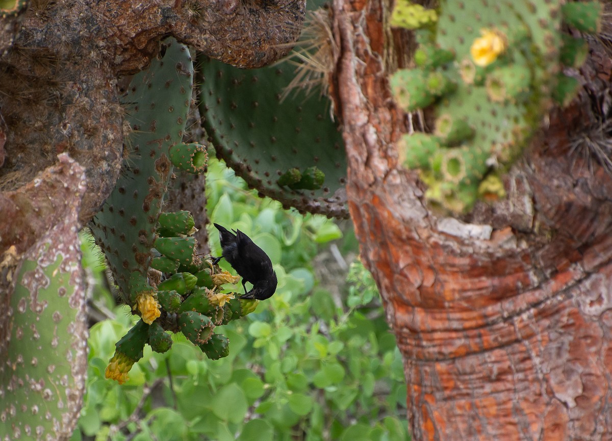 Common Cactus-Finch - Sally  Palmer