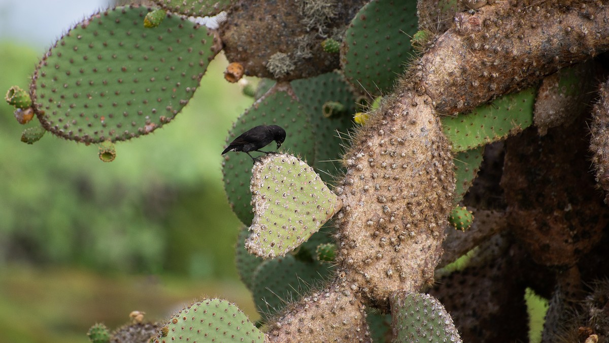 Pinzón de Darwin de Los Cactus - ML619576662