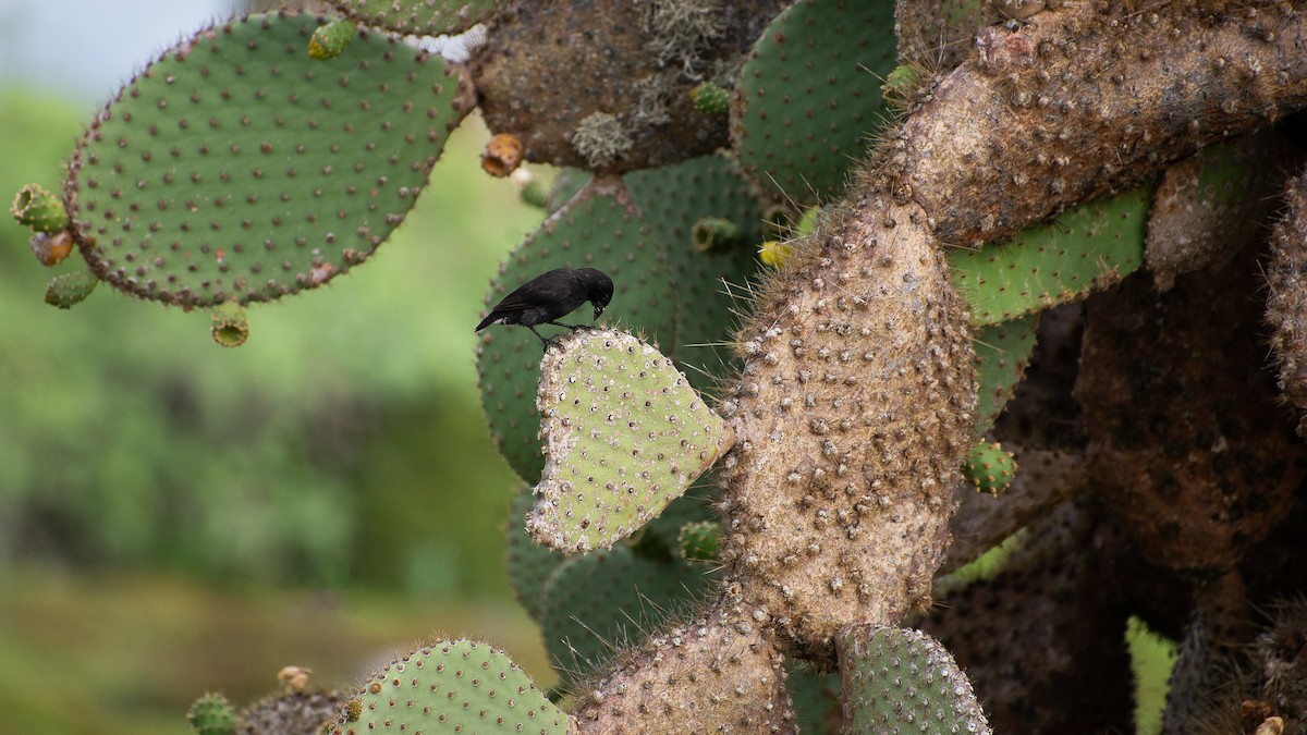 Géospize des cactus - ML619576662