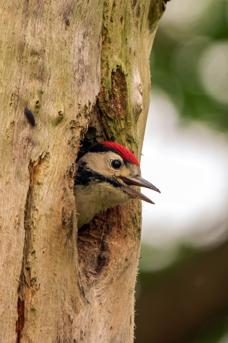 Great Spotted Woodpecker - Gavin Stone