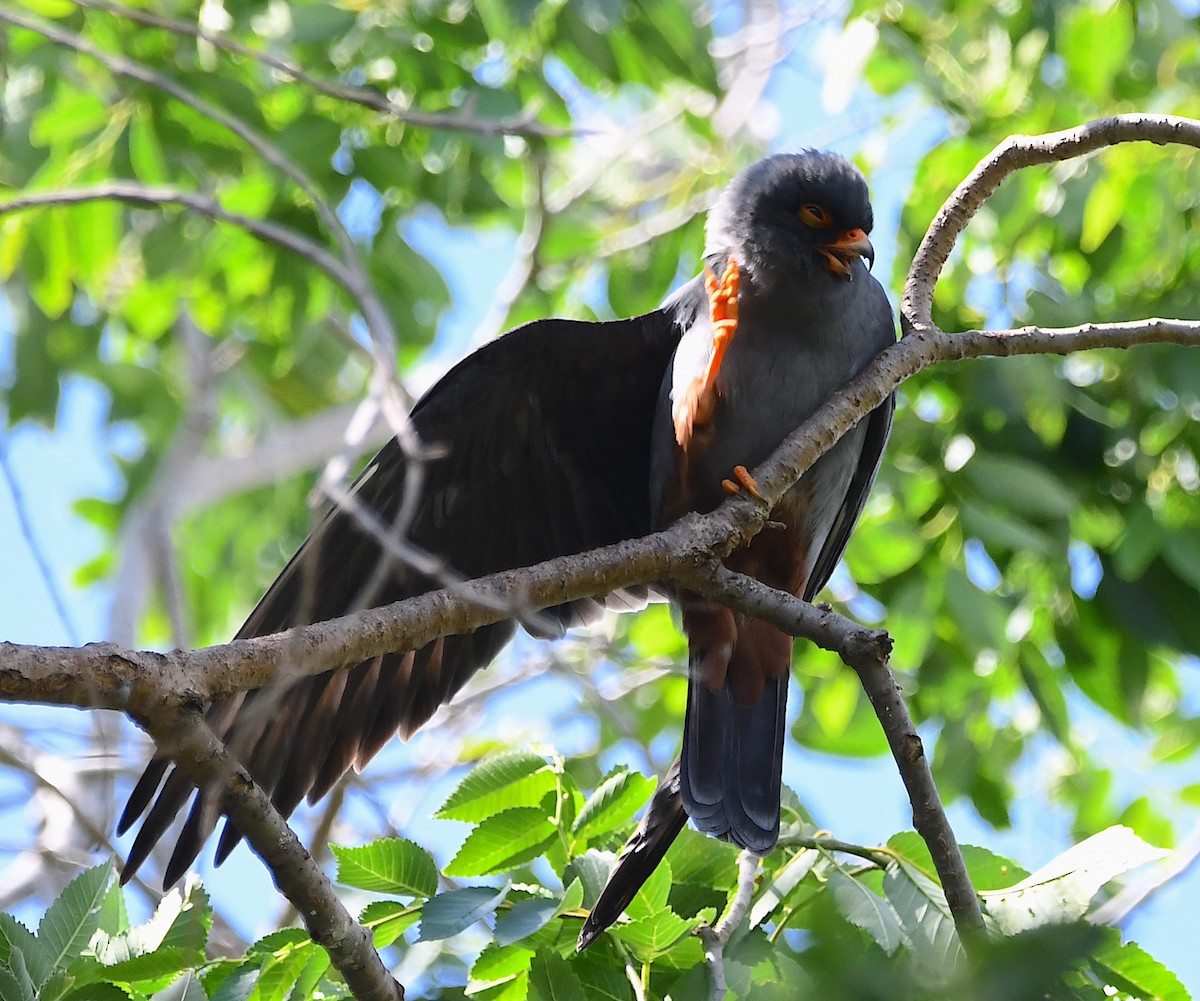 Red-footed Falcon - Василий Калиниченко