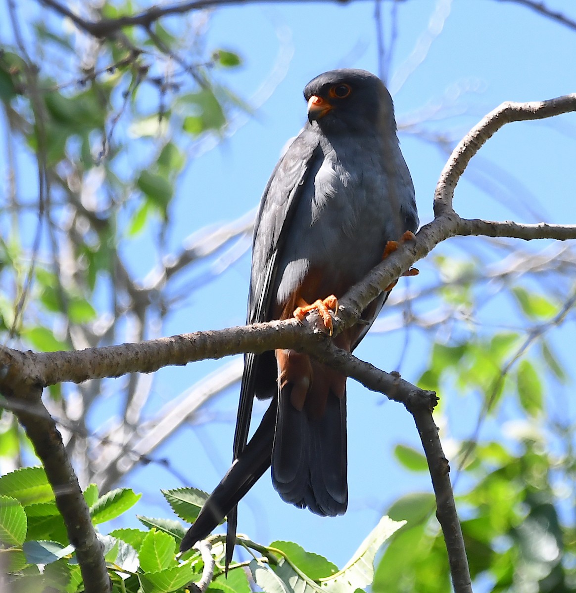 Red-footed Falcon - Василий Калиниченко