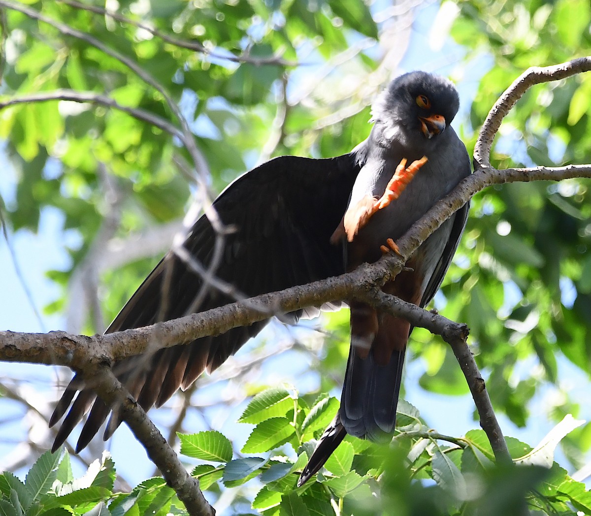 Red-footed Falcon - Василий Калиниченко