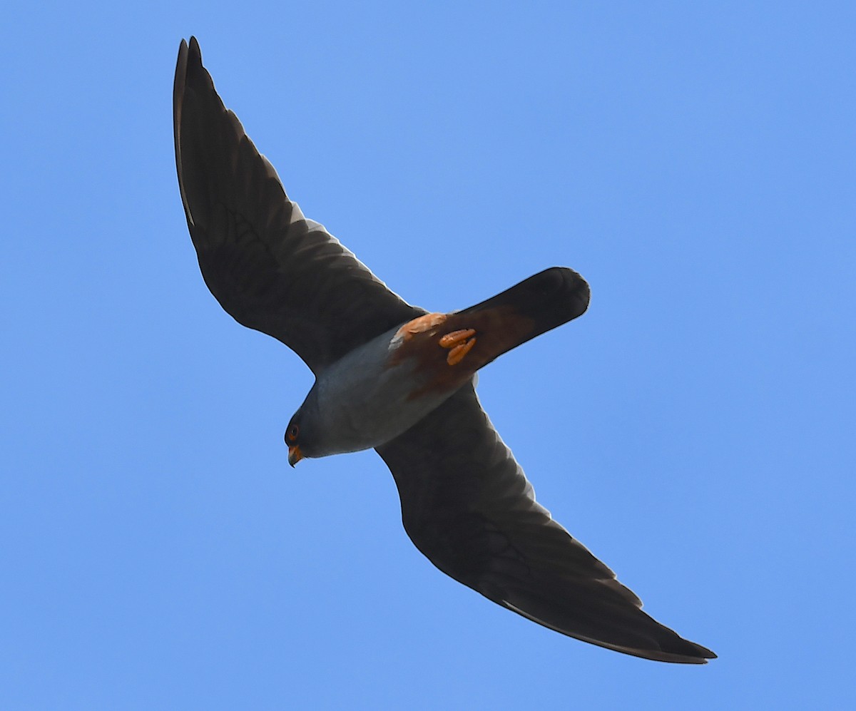 Red-footed Falcon - Василий Калиниченко