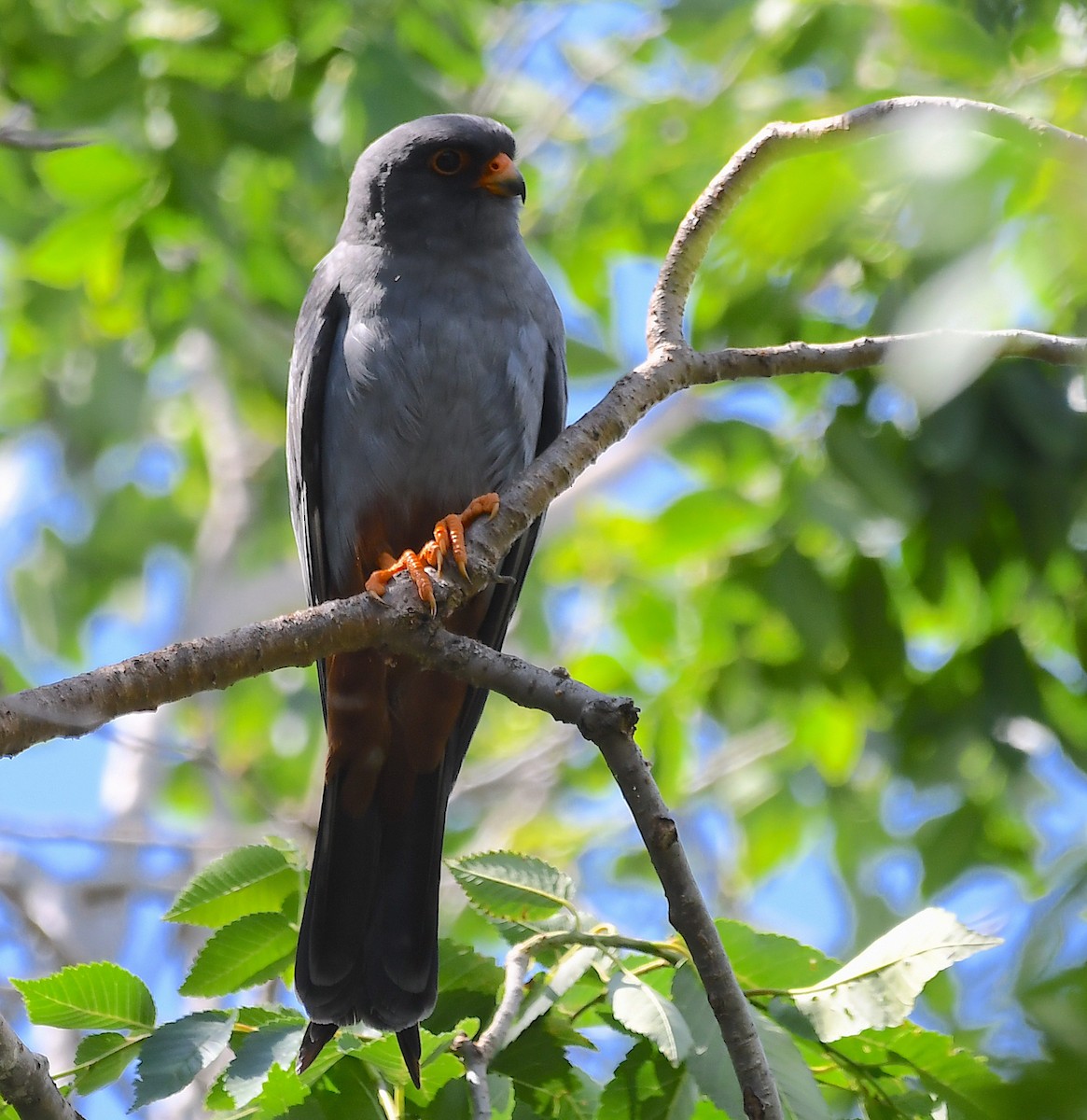 Red-footed Falcon - ML619576689