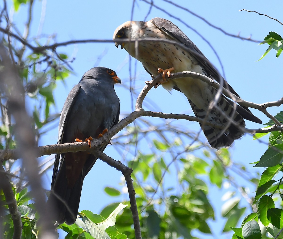 Red-footed Falcon - Василий Калиниченко