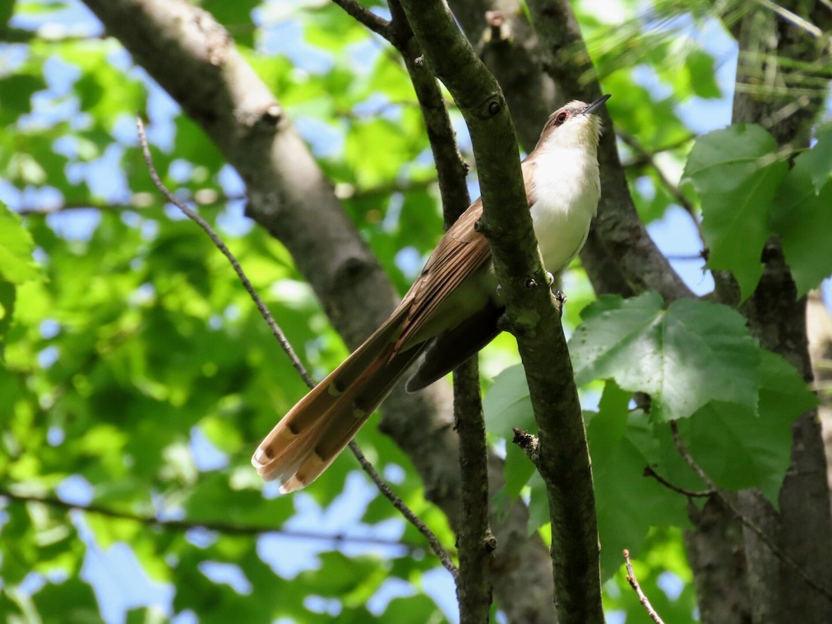 Black-billed Cuckoo - Tania Mohacsi