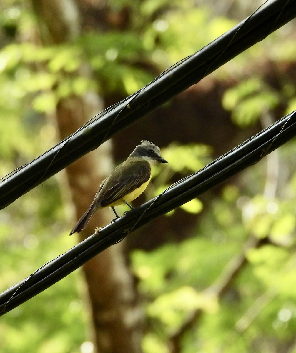 Great Kiskadee - Susan Thome-Barrett