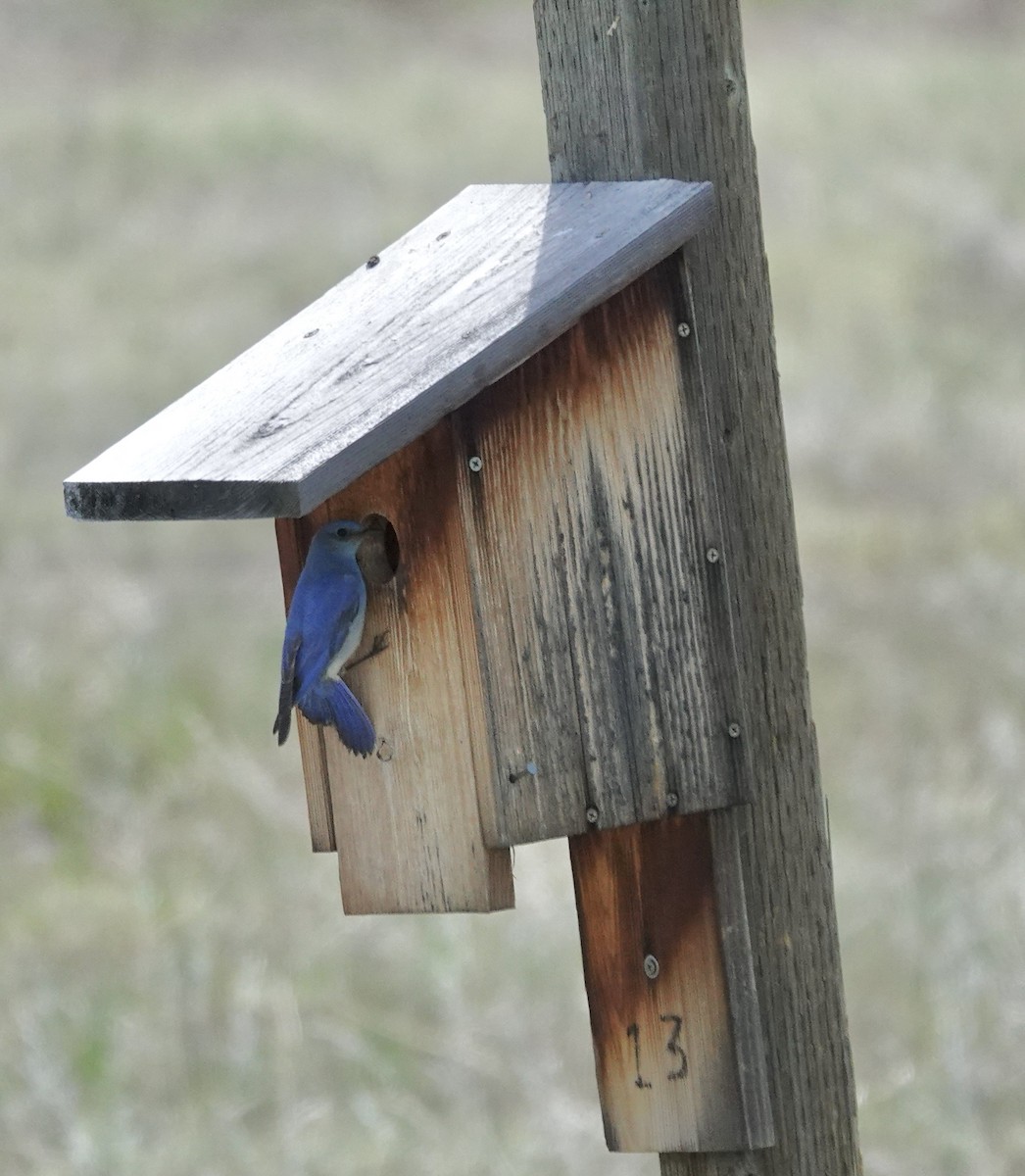 Mountain Bluebird - Byron Hukee