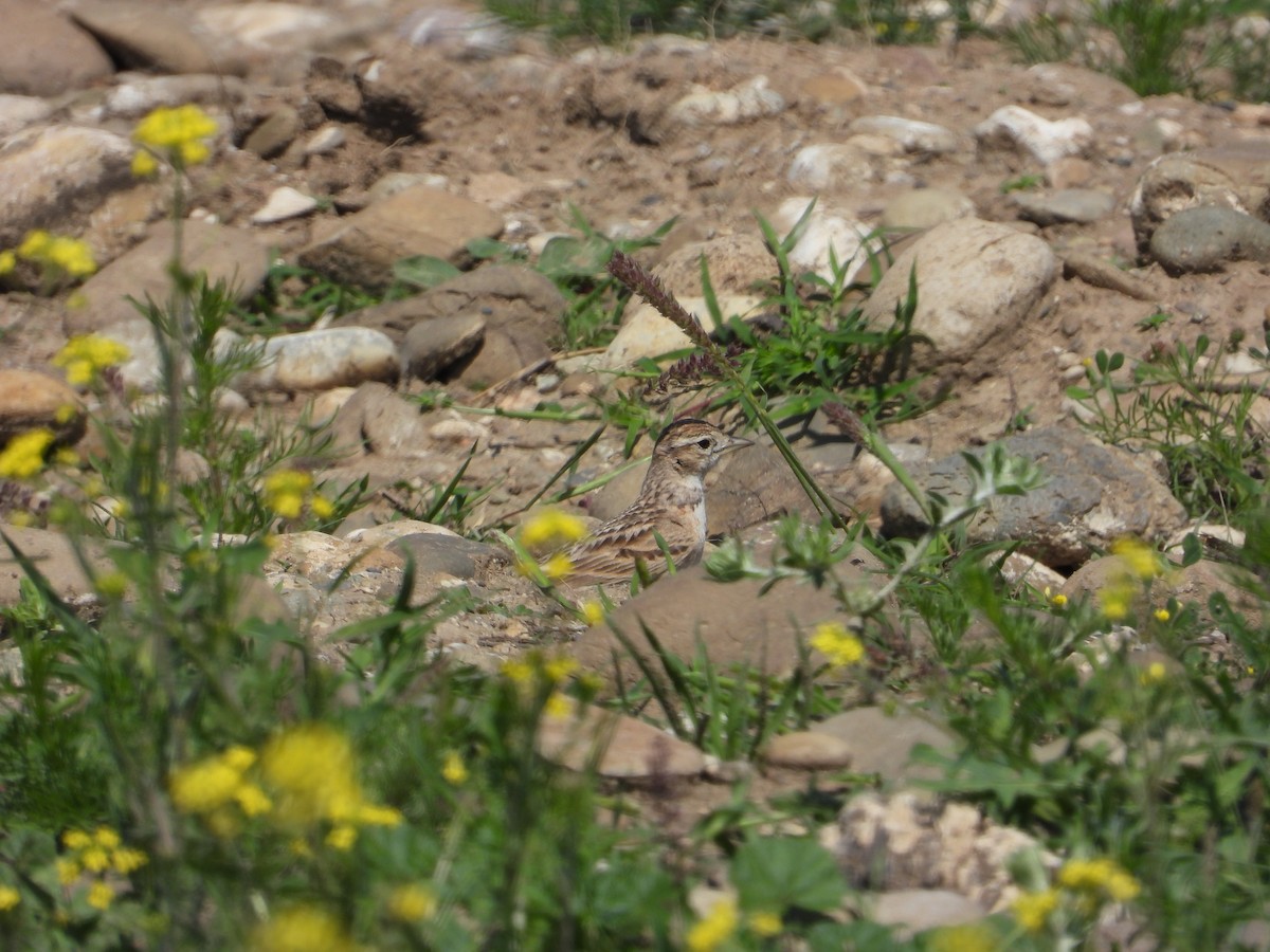 Greater Short-toed Lark - Josip Turkalj